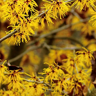 Экстракт гамамелиса